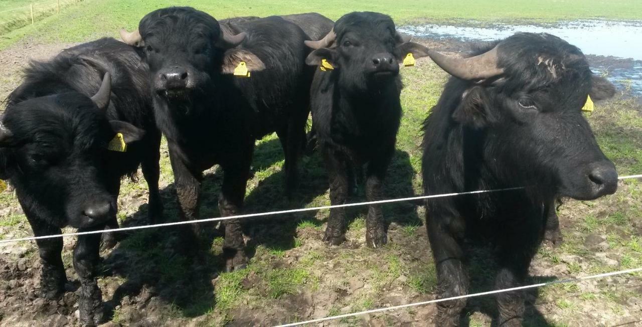 Gastenverblijf 'T Nagtegaeltje Sint-Oedenrode Zewnętrze zdjęcie